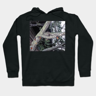 Bleeding Tree Hoodie